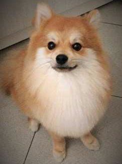 Cream and orange Pomeranian